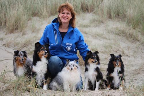 Shetfield, Shetland Sheepdog