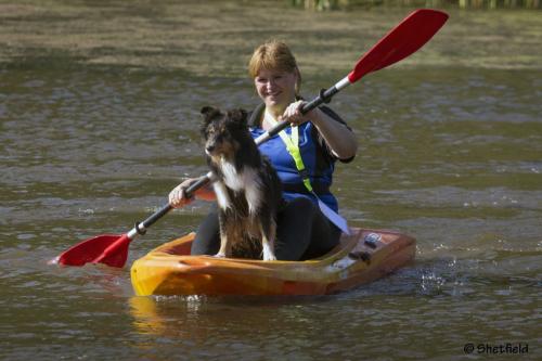 Shetfield, Shetland Sheepdog