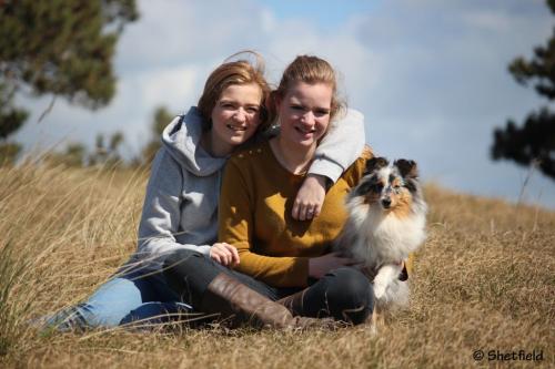 Shetfield, shetland sheepdogs